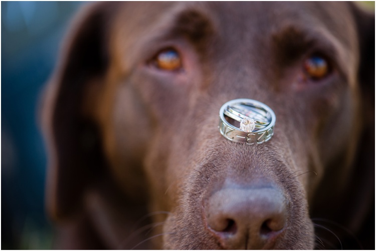 wedding rings on chocolate lab's nose photo 